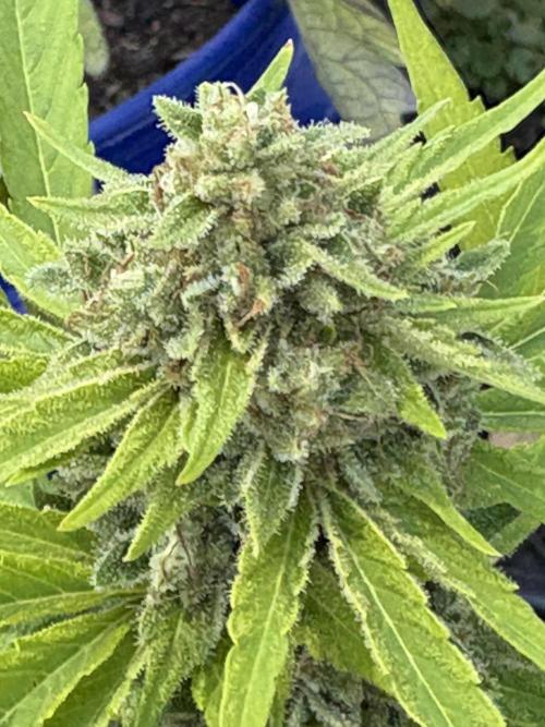Apollo haze by ob1bologne. Week 9 - Day 62 Apollo haze