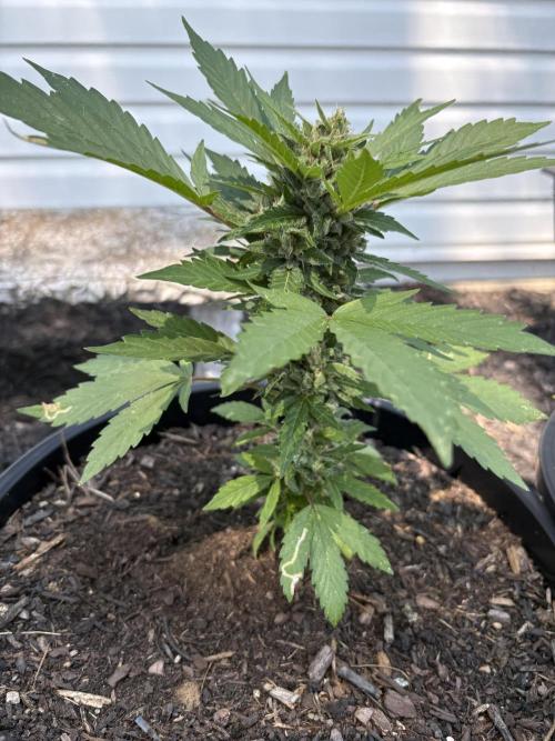 Apollo haze by ob1bologne. Week 9 - Day 62 3 bears og