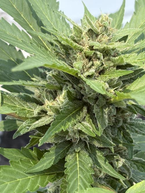 Apollo haze by ob1bologne. Week 9