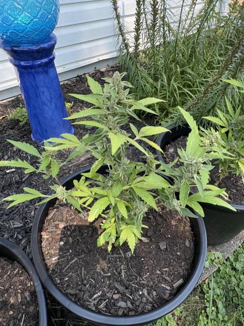 Apollo haze by ob1bologne. Week 9