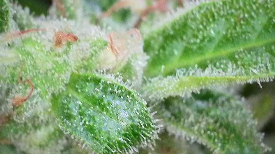 Apollo haze by ob1bologne. Week 9 - Day 62 sour bubbly