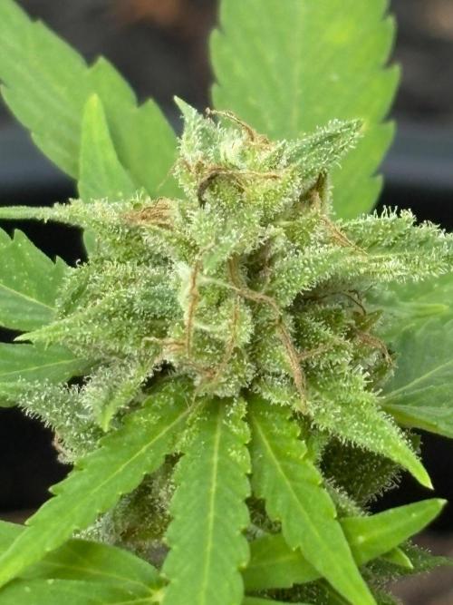 Apollo haze by ob1bologne. Week 9
