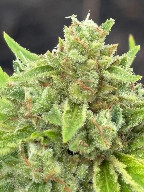Apollo haze by ob1bologne. Week 9