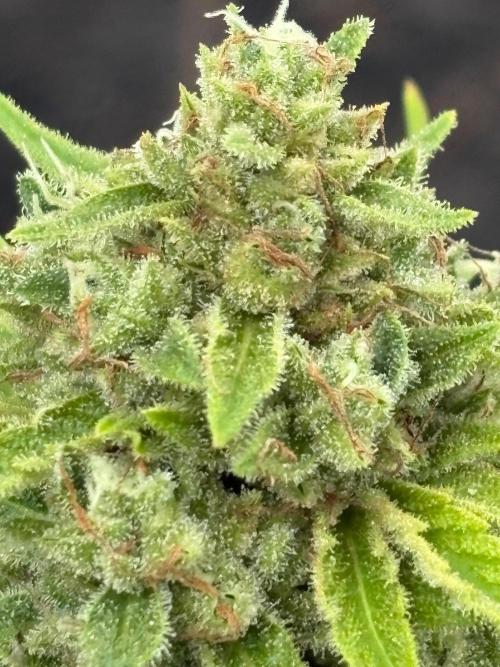 Apollo haze by ob1bologne. Week 9