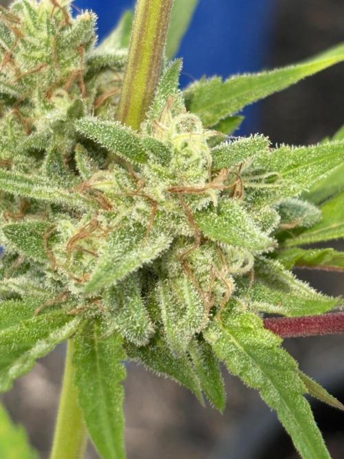Apollo haze by ob1bologne. Week 9