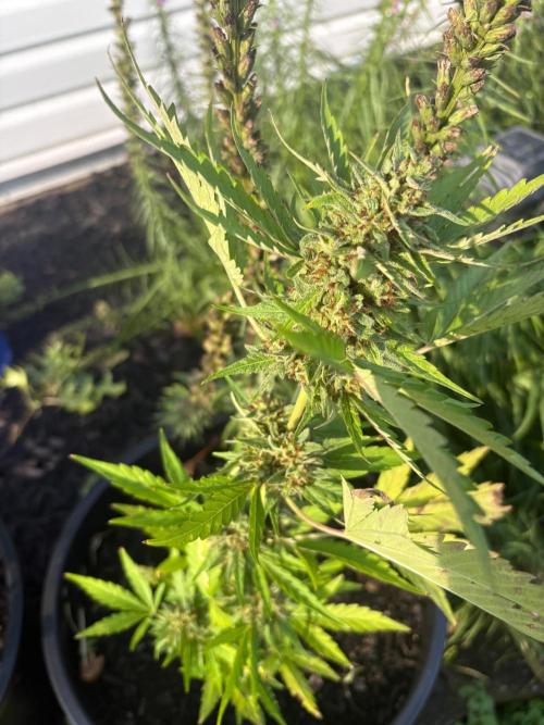 Apollo haze by ob1bologne. Week 9