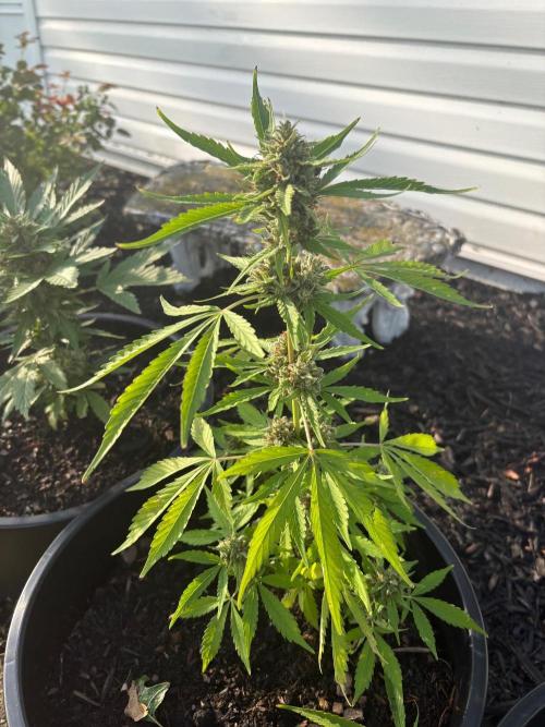 Apollo haze by ob1bologne. Week 9