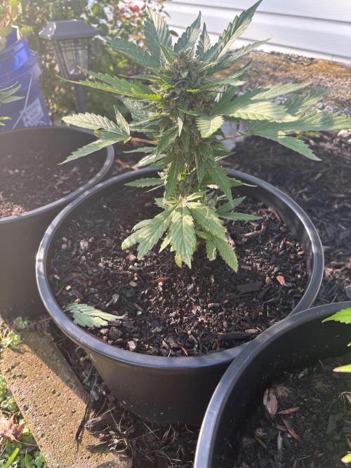 Apollo haze by ob1bologne. Week 9