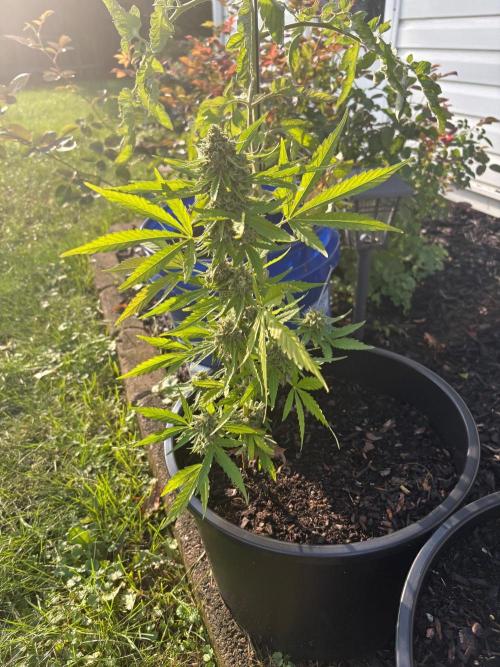 Apollo haze by ob1bologne. Week 9