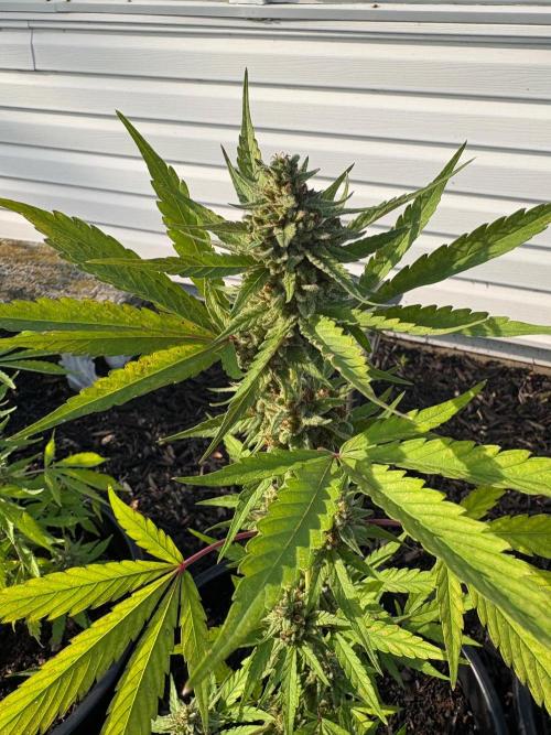 Apollo haze by ob1bologne. Week 9