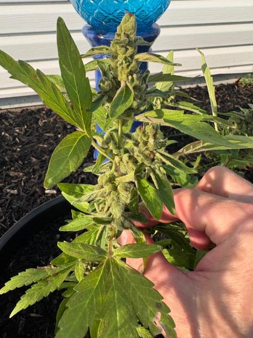 Apollo haze by ob1bologne. Week 9
