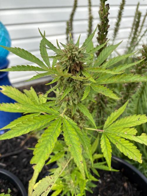 Apollo haze by ob1bologne. Week 10