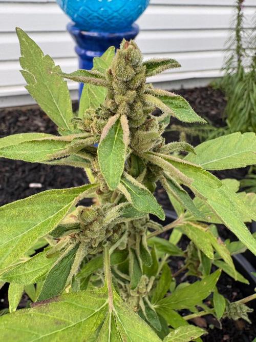 Apollo haze by ob1bologne. Week 10
