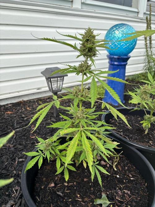 Apollo haze by ob1bologne. Week 10
