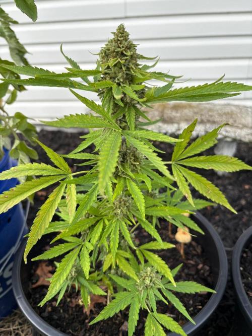 Apollo haze by ob1bologne. Week 10