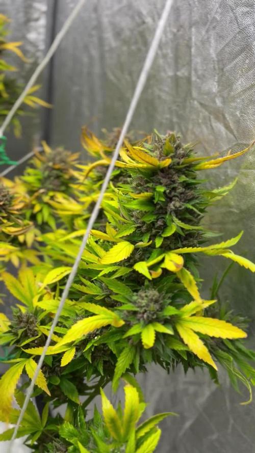 Sweet Mandarine Zkittlez F1