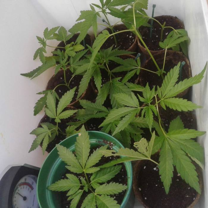 Wheelchair. Week 1 - 1 day old clonesPromix hormones Seedling soil