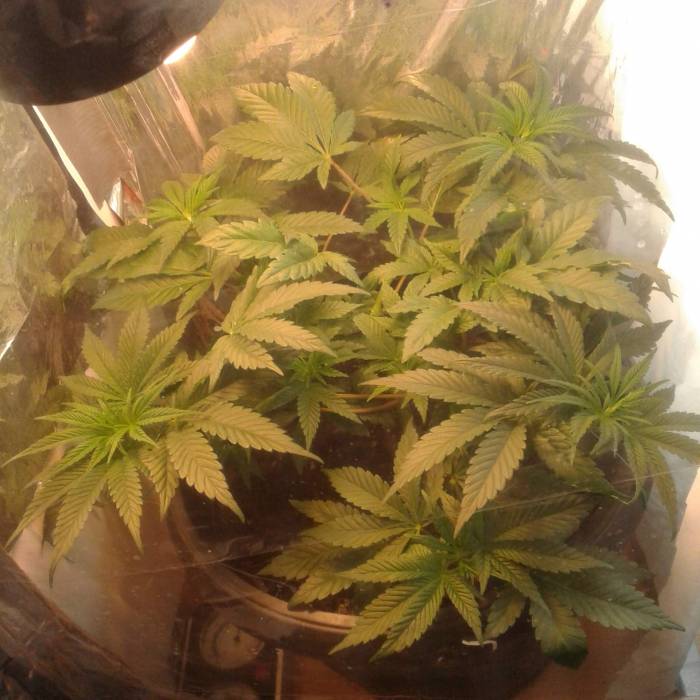 Wheelchair. Week 3 - Male plant. Keeping for genetics.