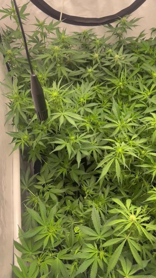 Sweet Seeds Auto’mix