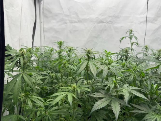 Sweet Seeds Auto’mix