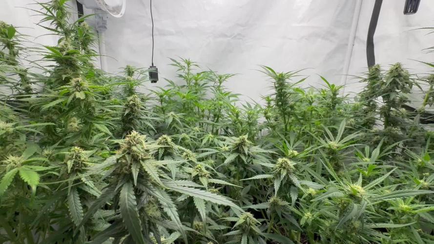 Sweet Seeds Auto’mix