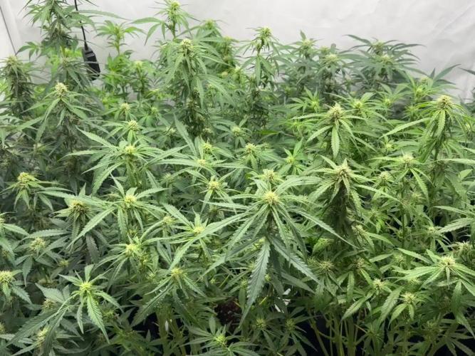 Sweet Seeds Auto’mix