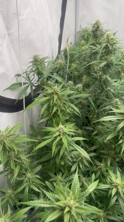 Sweet Seeds Auto’mix