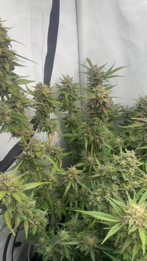 Sweet Seeds Auto’mix