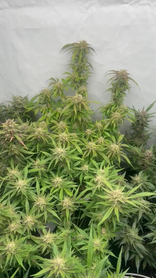 Sweet Seeds Auto’mix