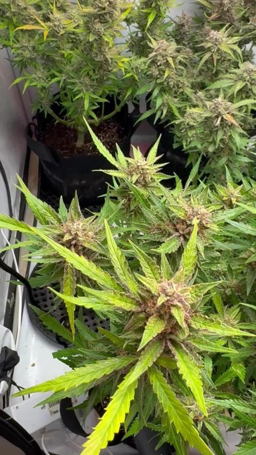 Sweet Seeds Auto’mix