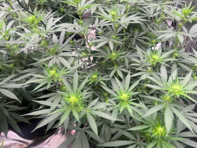 Purple Stardawg [UK/GB]