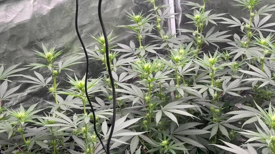 Purple Stardawg [UK/GB]