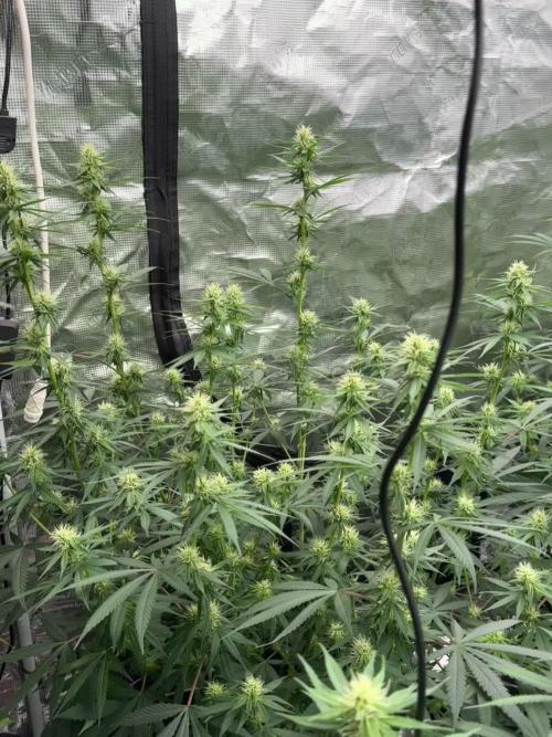 Purple Stardawg [UK/GB]