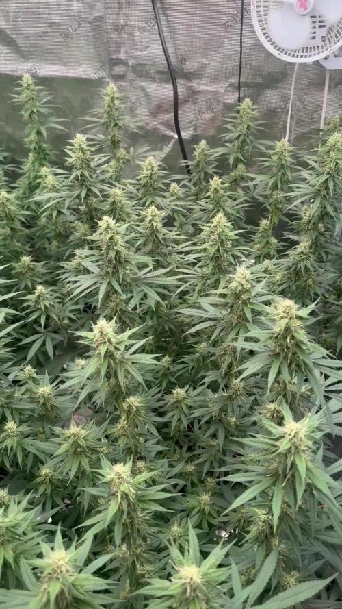 Purple Stardawg [UK/GB]