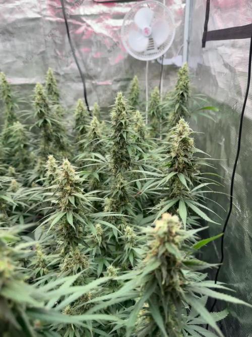 Purple Stardawg [UK/GB]