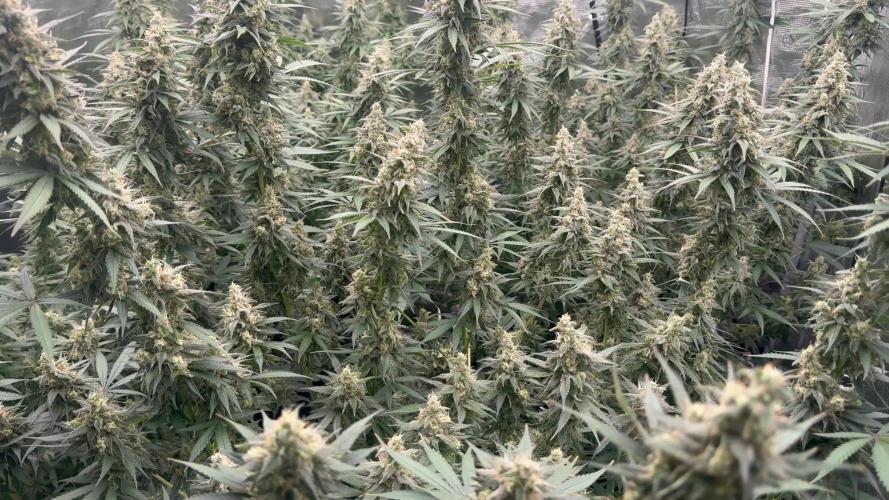 Purple Stardawg [UK/GB]