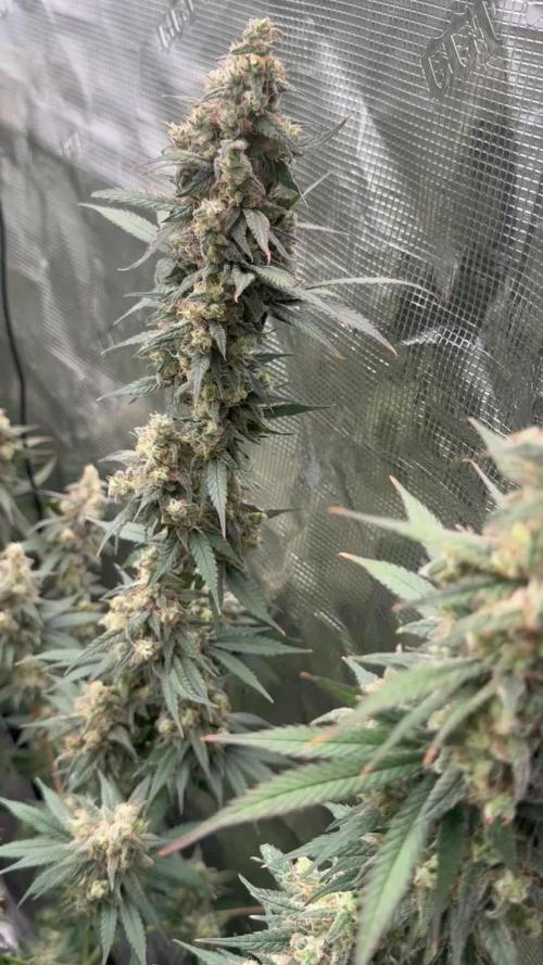 Purple Stardawg [UK/GB]