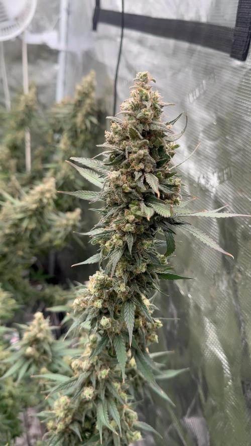 Purple Stardawg [UK/GB]