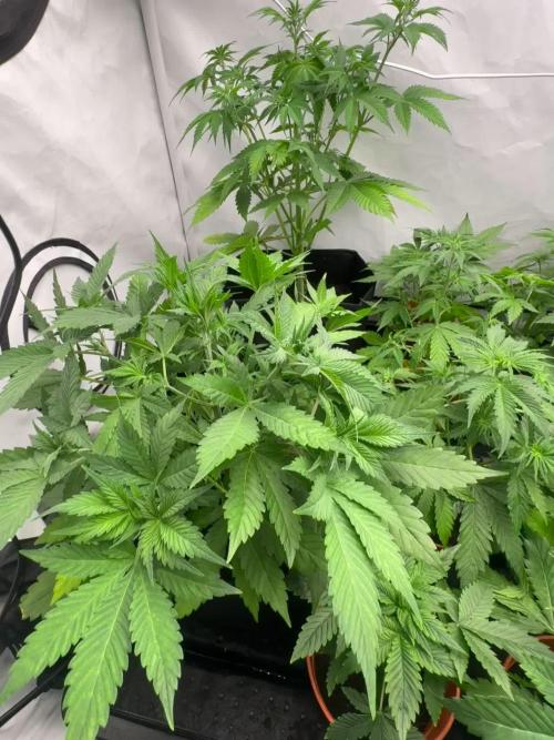 Fast Buds [420] Auto Run