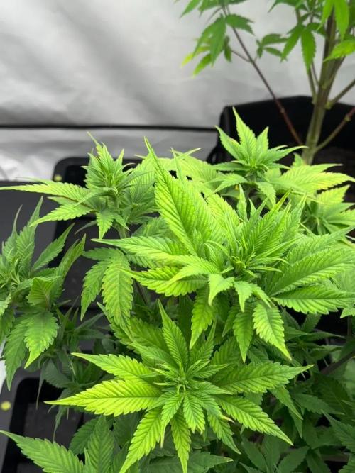 Fast Buds [420] Auto Run