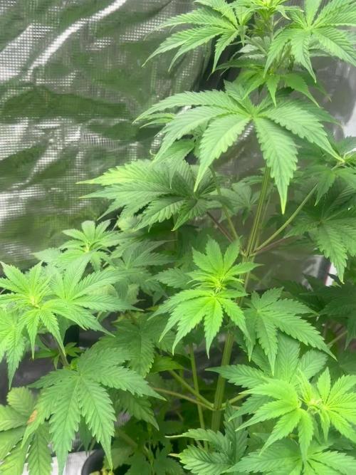 Blueberry Zkittlez [Sensi Seeds]