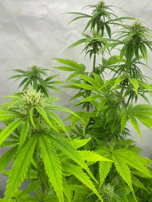 Fast Buds [420] Auto Run