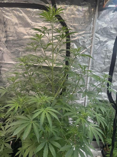 Blueberry Zkittlez [Sensi Seeds]. Week 6