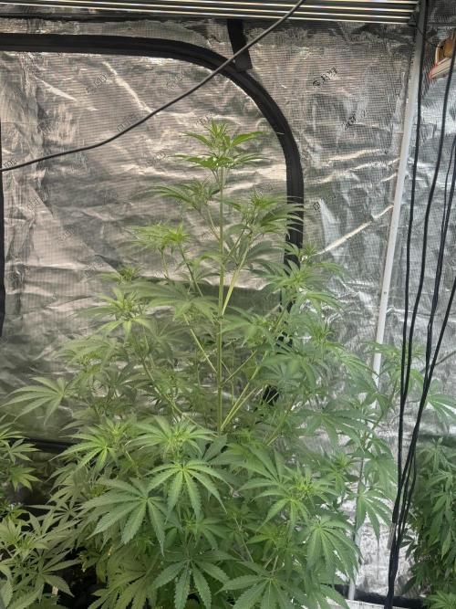 Blueberry Zkittlez [Sensi Seeds]. Week 6