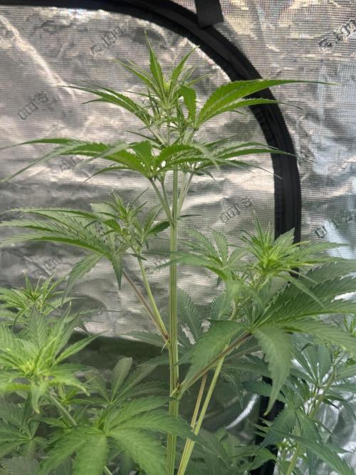 Blueberry Zkittlez [Sensi Seeds]. Week 6