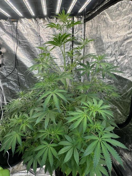 Blueberry Zkittlez [Sensi Seeds]. Week 6