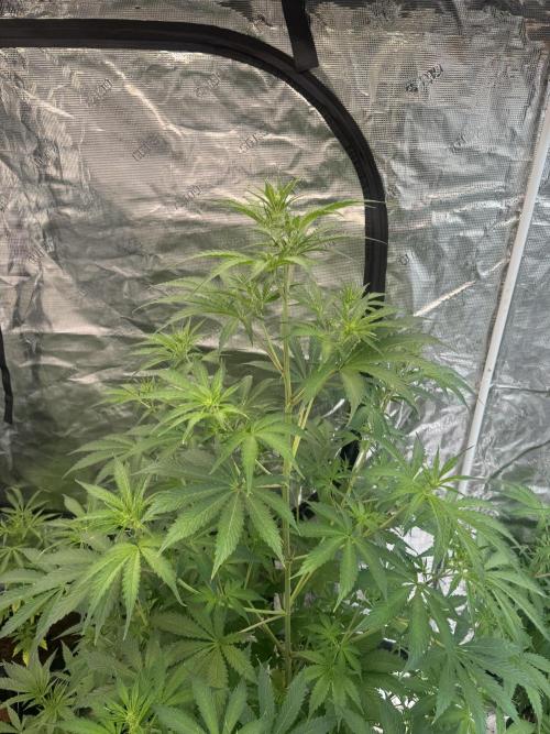 Blueberry Zkittlez [Sensi Seeds]. Week 6