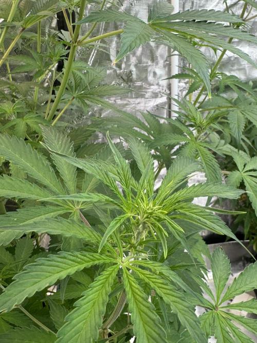 Blueberry Zkittlez [Sensi Seeds]. Week 6