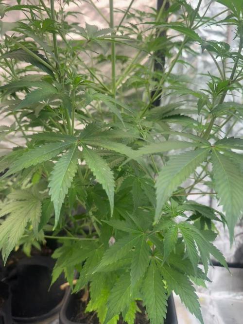 Blueberry Zkittlez [Sensi Seeds]