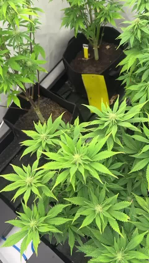 Fast Buds [420] Auto Run